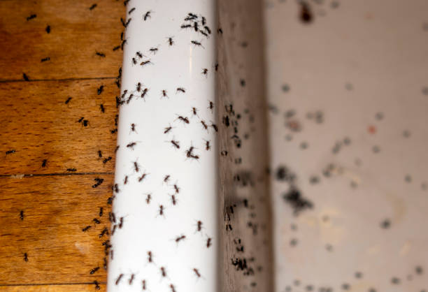 Best Ant Control Services  in Arnold, CA